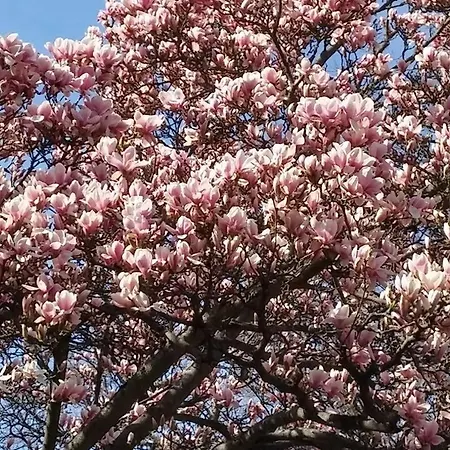 Summer Kardos アパート